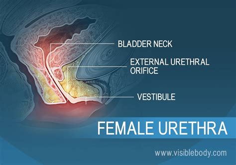 pee hole|Urethra .